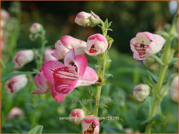 Penstemon 'Hidcote Pink' | Schildpadbloem, Slangenkop