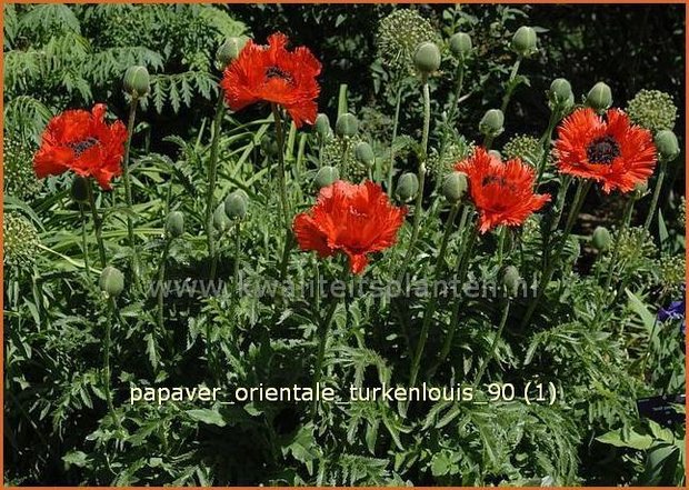 Papaver orientale 'Turkenlouis' | Oosterse papaver, Oosterse klaproos
