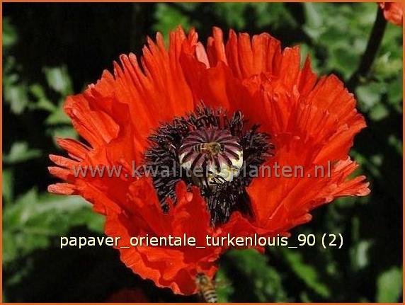 Papaver orientale 'Turkenlouis' | Oosterse papaver, Oosterse klaproos