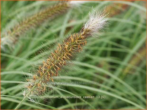 Pennisetum alopecuroides 'Cassian' | Lampenpoetsersgras