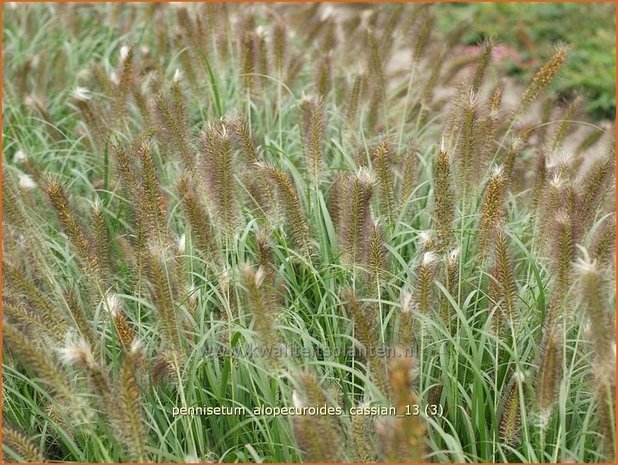 Pennisetum alopecuroides 'Cassian' | Lampenpoetsersgras