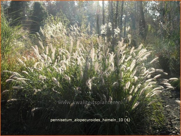 Pennisetum alopecuroides 'Hameln' | Lampenpoetsersgras