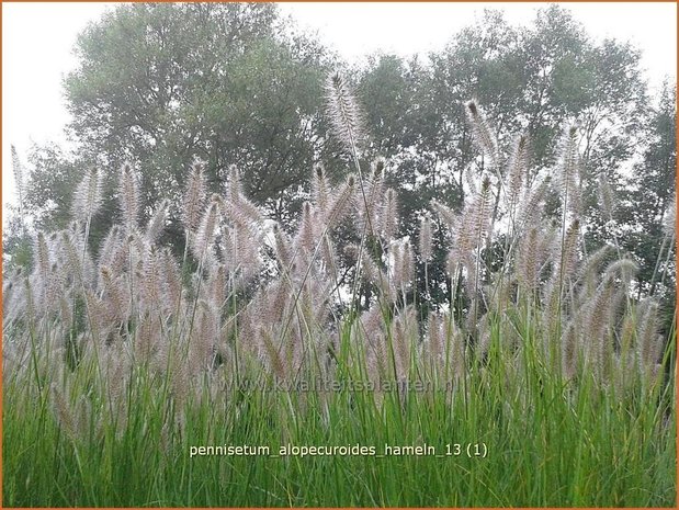 Pennisetum alopecuroides 'Hameln' | Lampenpoetsersgras