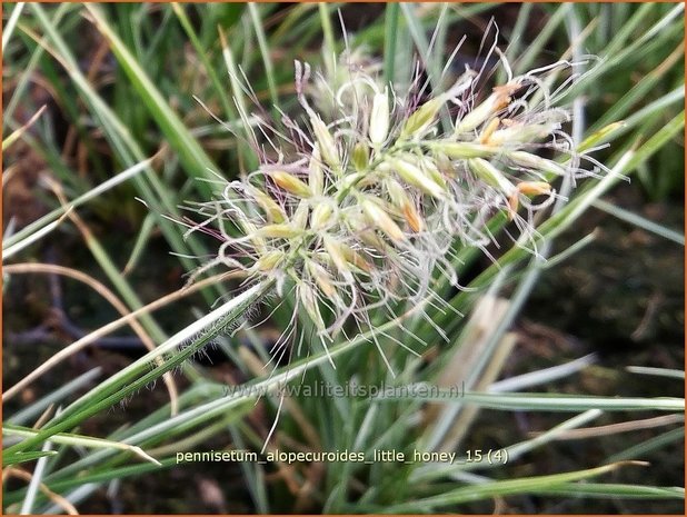 Pennisetum alopecuroides 'Little Honey' | Lampenpoetsersgras