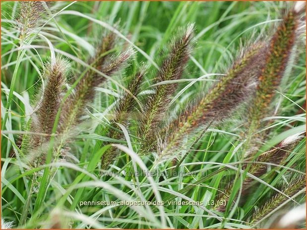 Pennisetum alopecuroides 'Viridescens' | Lampenpoetsersgras