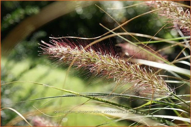 Pennisetum alopecuroides 'Viridescens' | Lampenpoetsersgras