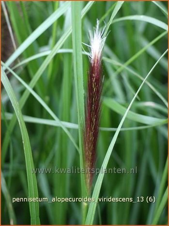 Pennisetum alopecuroides 'Viridescens' | Lampenpoetsersgras