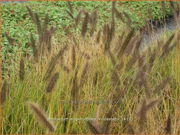 Pennisetum alopecuroides 'Viridescens' | Lampenpoetsersgras