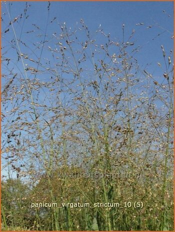 Panicum virgatum 'Strictum' | Vingergras, Parelgierst