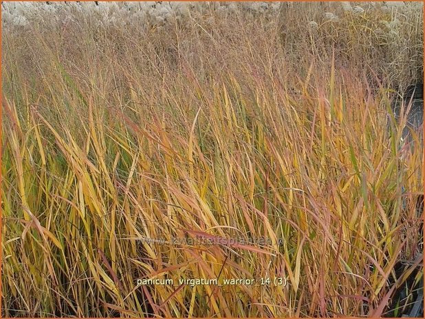 Panicum virgatum 'Warrior' | Vingergras, Parelgierst