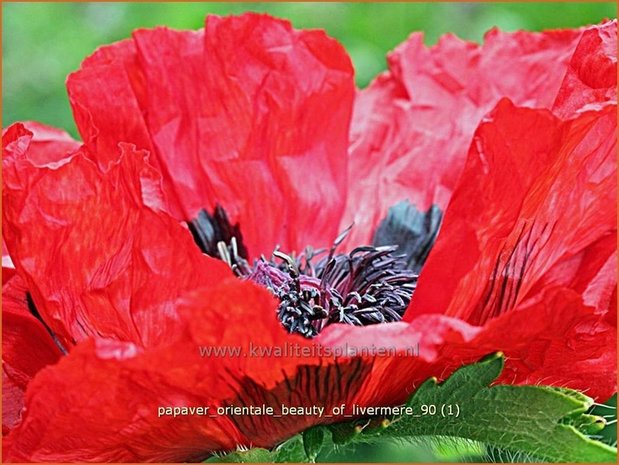 Papaver orientale 'Beauty of Livermere' | Oosterse papaver, Oosterse klaproos