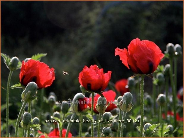 Papaver orientale 'Beauty of Livermere' | Oosterse papaver, Oosterse klaproos
