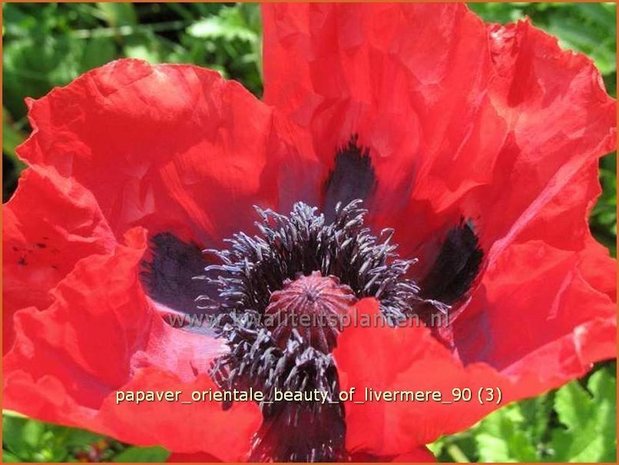 Papaver orientale 'Beauty of Livermere' | Oosterse papaver, Oosterse klaproos