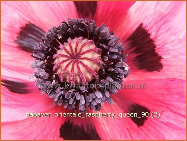 Papaver orientale 'Raspberry Queen' | Oosterse papaver, Oosterse klaproos