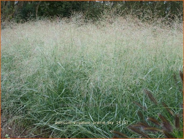 Panicum virgatum 'Prairie Sky' | Vingergras, Parelgierst