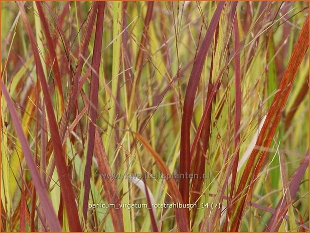 Panicum virgatum 'Rotstrahlbusch' | Vingergras, Parelgierst