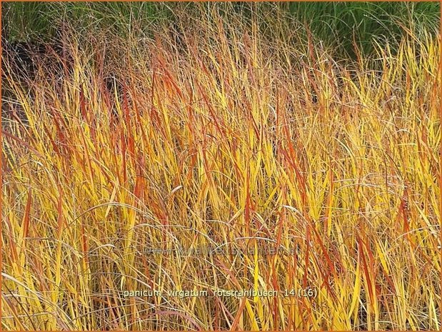 Panicum virgatum 'Rotstrahlbusch' | Vingergras, Parelgierst