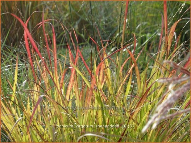 Panicum virgatum 'Shenandoah' | Vingergras, Parelgierst