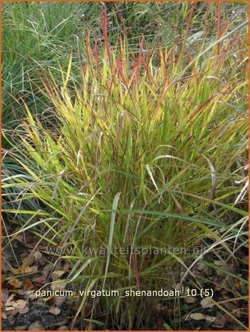 Panicum virgatum 'Shenandoah' | Vingergras, Parelgierst