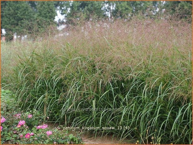 Panicum virgatum 'Squaw' | Vingergras, Parelgierst