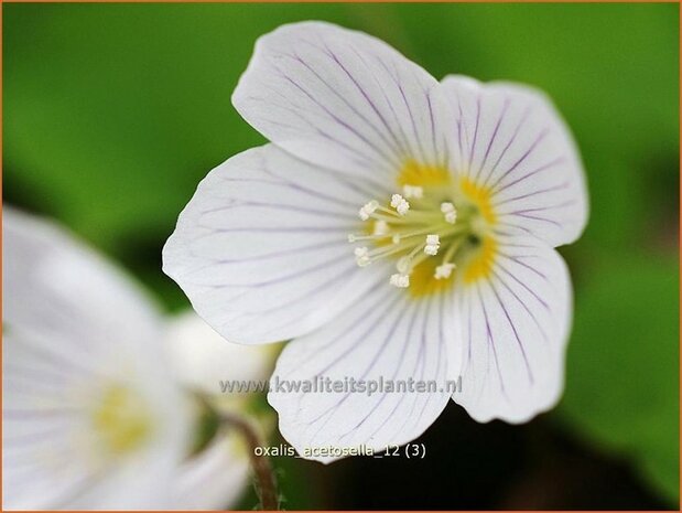 Oxalis acetosella | Klaverzuring