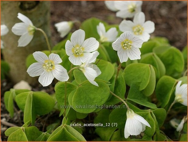 Oxalis acetosella | Klaverzuring