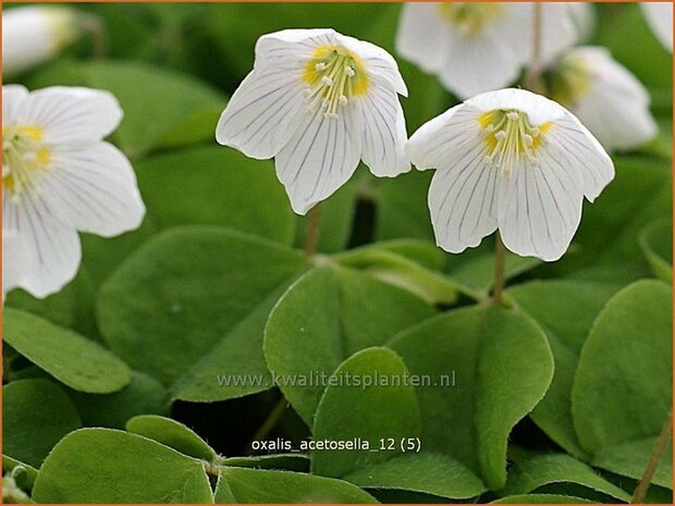 Oxalis acetosella | Klaverzuring