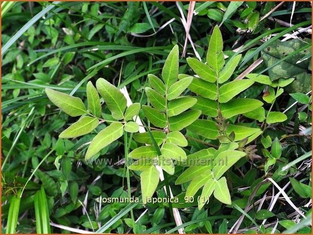 Osmunda japonica | Koningsvaren