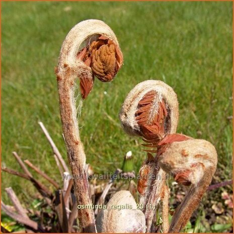 Osmunda regalis | Koningsvaren | Gewöhnlicher Rispenfarn