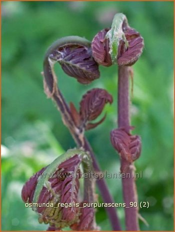 Osmunda regalis 'Purpurascens' | Koningsvaren