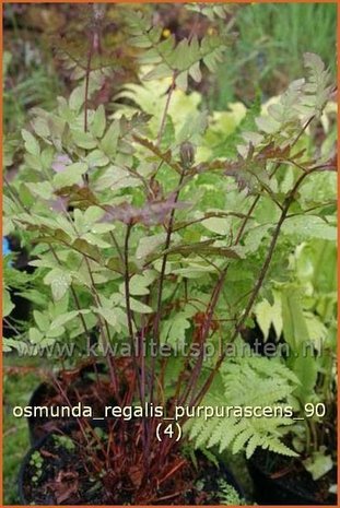 Osmunda regalis 'Purpurascens' | Koningsvaren