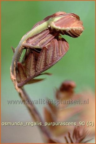 Osmunda regalis 'Purpurascens' | Koningsvaren