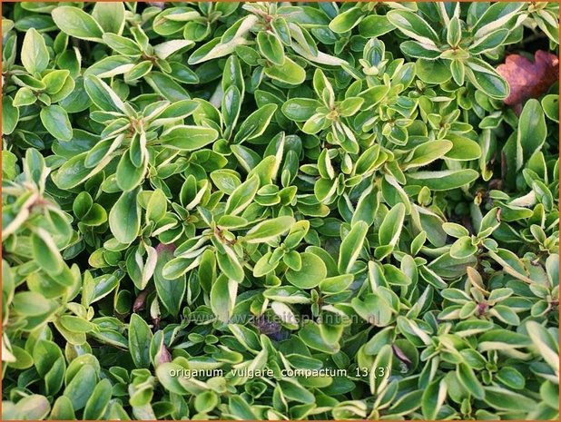 Origanum vulgare 'Compactum' | Wilde marjolein, Oregano, Marjolein, Majoraan | Gewöhnlicher Dost | Wild Oregano