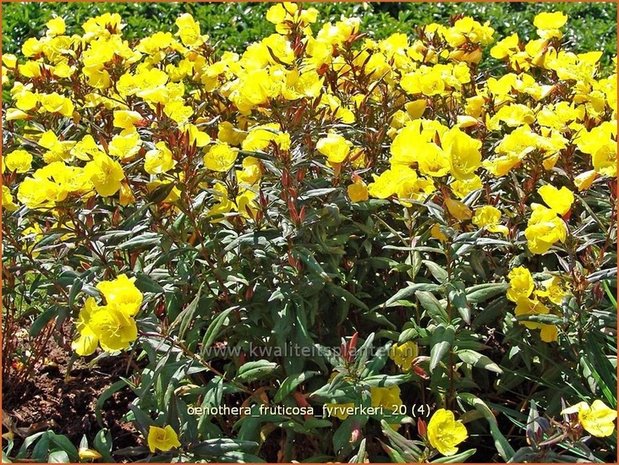 Oenothera fruticosa 'Fyrverkeri' | Teunisbloem