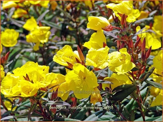 Oenothera fruticosa 'Fyrverkeri' | Teunisbloem