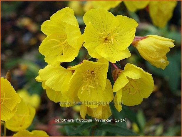 Oenothera fruticosa 'Fyrverkeri' | Teunisbloem