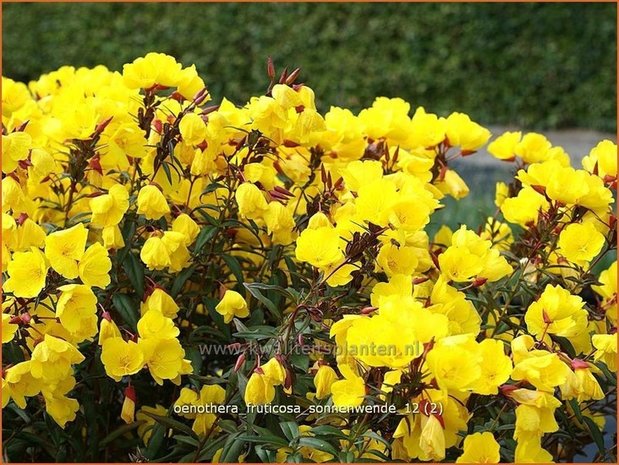 Oenothera fruticosa &#39;Sonnenwende&#39; | Teunisbloem | Strauchige Nachtkerze