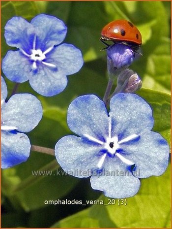 Omphalodes verna | Amerikaans vergeet-mij-nietje