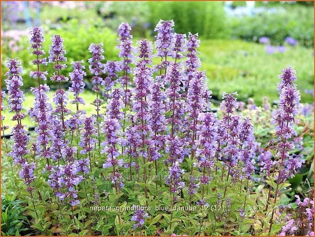 Nepeta grandiflora 'Blue Danube' | Kattekruid, Kattenkruid