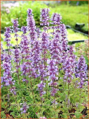 Nepeta grandiflora 'Blue Danube' | Kattekruid, Kattenkruid