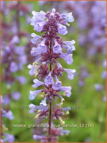 Nepeta grandiflora 'Blue Danube' | Kattekruid, Kattenkruid