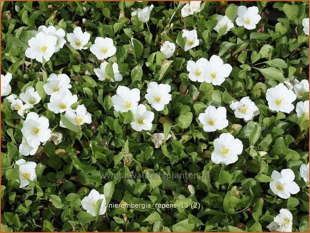 Nierembergia repens | Witte beker