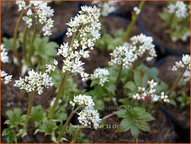 Mukdenia rossii