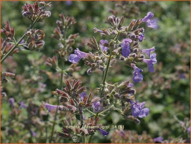 Nepeta faassenii 'Grol' | Kattekruid, Kattenkruid