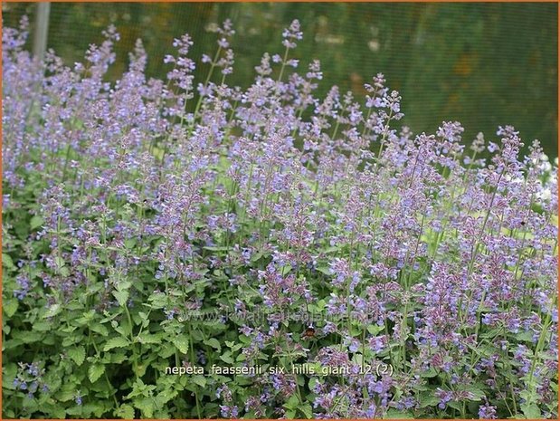 Nepeta faassenii 'Six Hills Giant' | Kattekruid, Kattenkruid