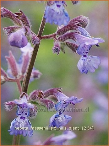 Nepeta faassenii 'Six Hills Giant' | Kattekruid, Kattenkruid