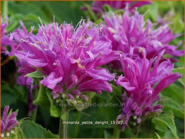 Monarda 'Petite Delight' | Bergamotplant, Indianennetel