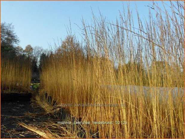 Molinia caerulea 'Heidebraut' | Pijpestrootje, Pijpenstrootje