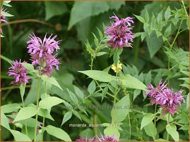 Monarda &#39;Aquarius&#39; | Bergamotplant, Indianennetel | Indianernessel