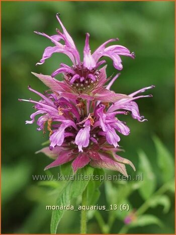 Monarda &#39;Aquarius&#39; | Bergamotplant, Indianennetel | Indianernessel